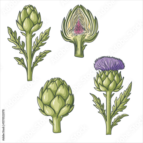 Vector illustration set of artichoke plant in different stages: whole bud, blooming flower, cross-section and leaves. Simple outline style with warm colors