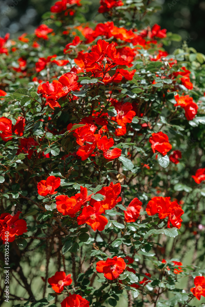Fototapeta premium Vibrant red roses blooming in a lush garden during summer sunlight