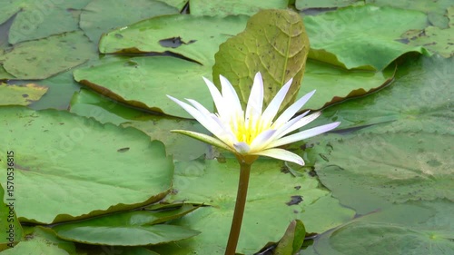 Wallpaper Mural White lotus flowers bloom beautifully in the pond Torontodigital.ca