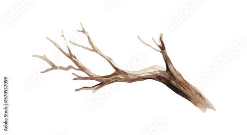 Watercolor illustration of a bare tree branch on white background