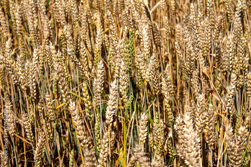 Agricultural culture, golden wheat field