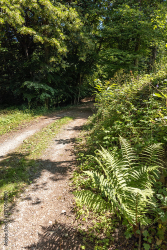 Beautiful green fern on the forest path