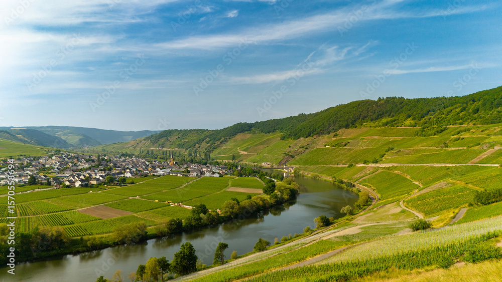 Fototapeta premium Trittenheim, Moselle Valley with loop of river, aerial view, riesling wine growing on vine, vineyard landscape and agriculture in Germany