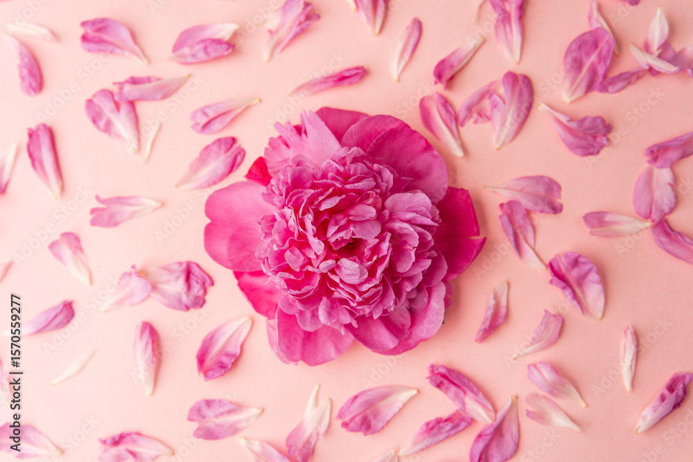Obraz premium Single fluffy pink peony on pastel background with scattered petals