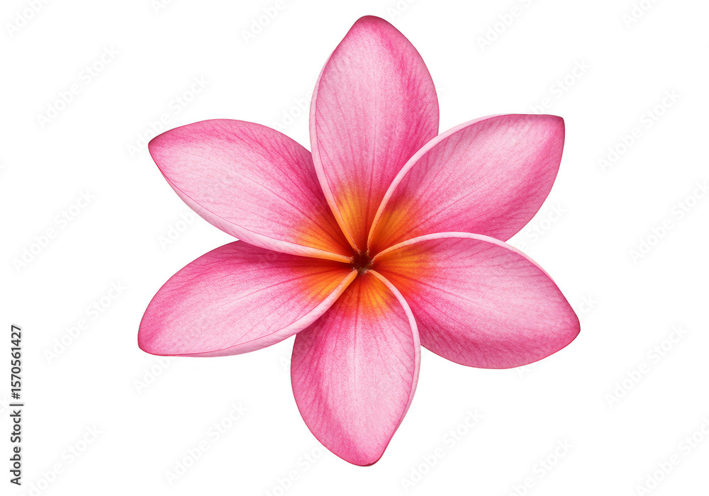 Fototapeta premium Isolated Pink Plumeria Flower a Transparent Tropical Floral Blossom