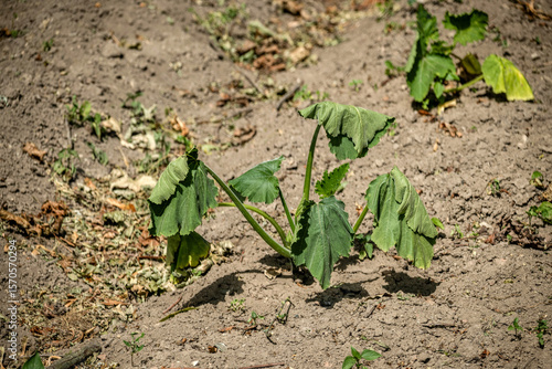 A zucchini plant wilts in dry, cracked earth due to severe drought conditions.