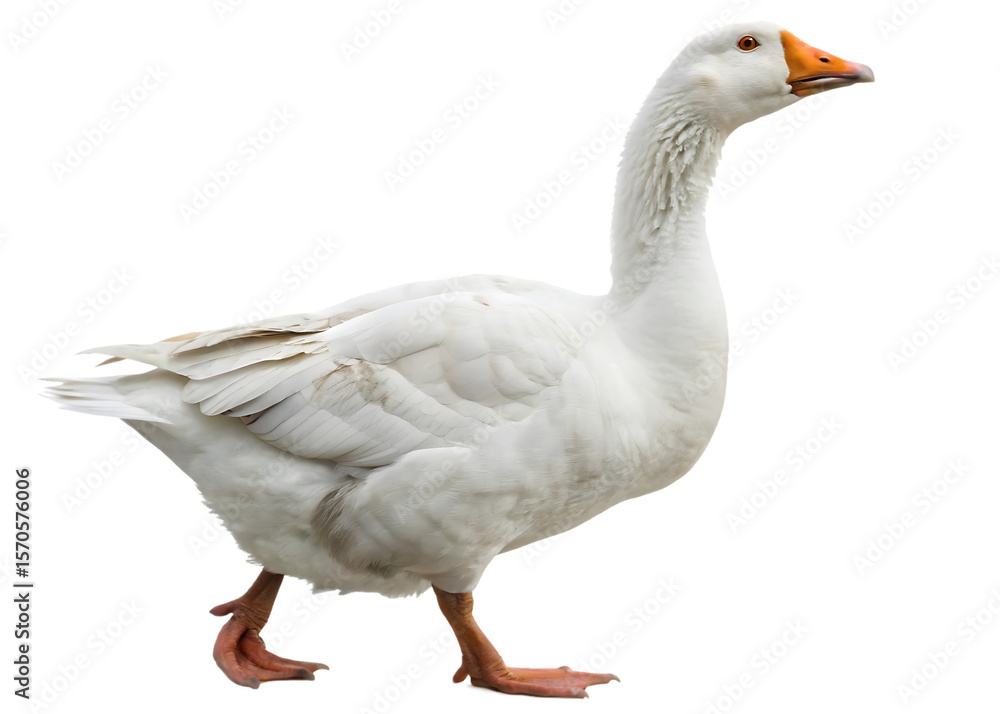 domestic goose walking
domestic goose walking