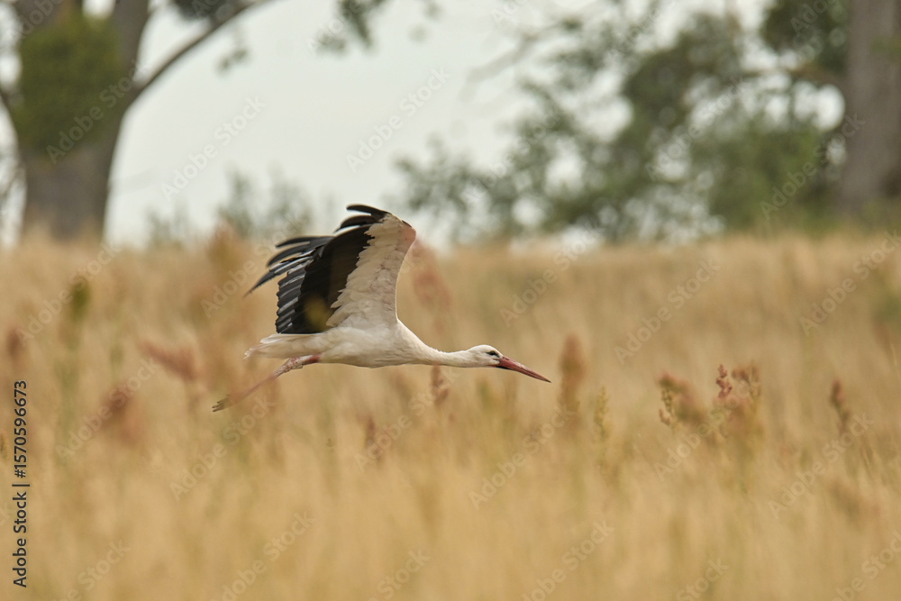 Fototapeta premium Storks in the open field.