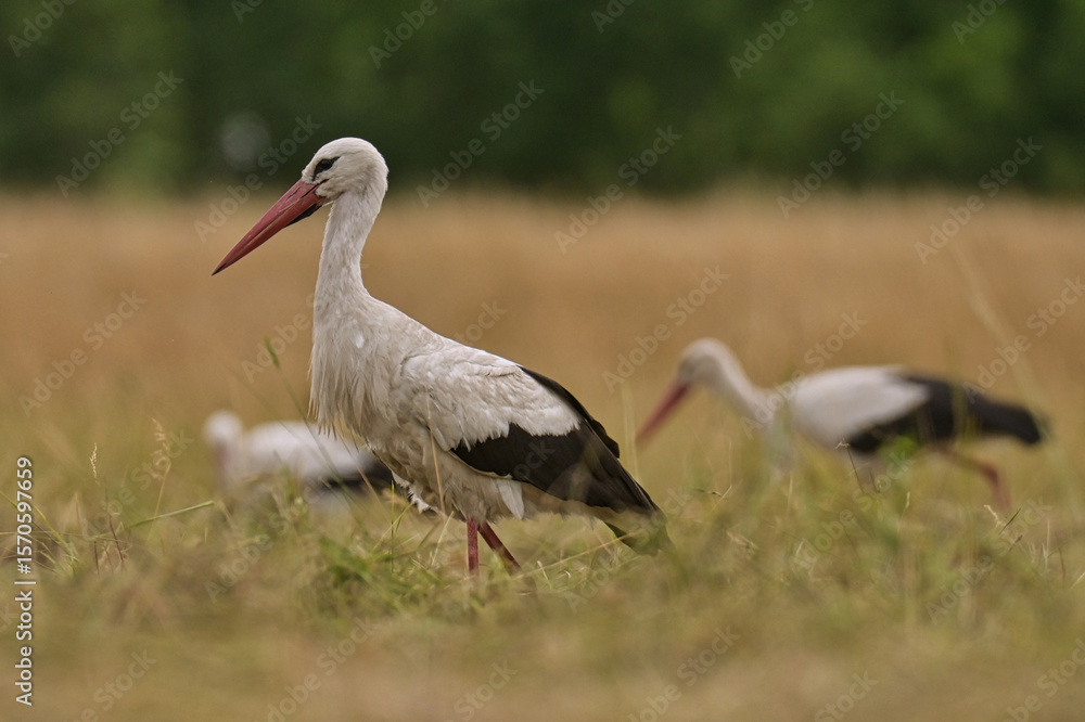 Fototapeta premium Storks in the open field.