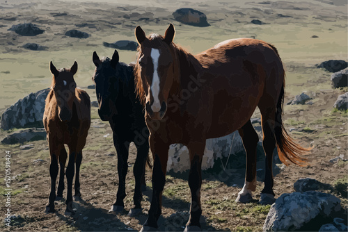two horses on the meadow