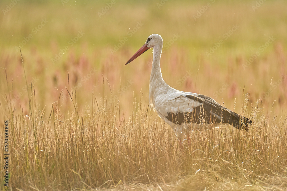 Fototapeta premium Storks in the open field.
