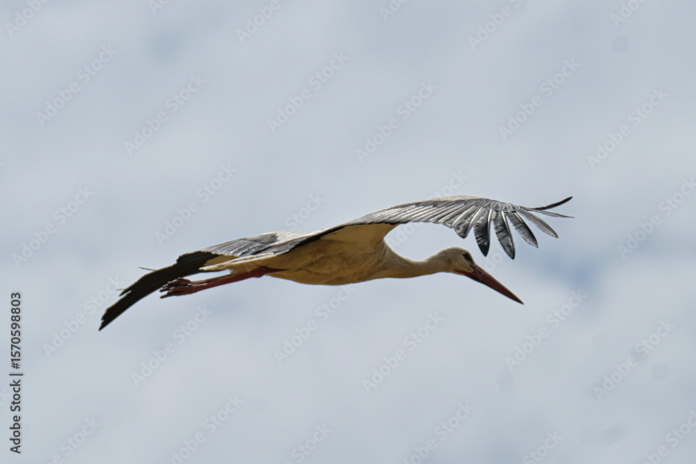 Obraz premium Storks in the open field.
