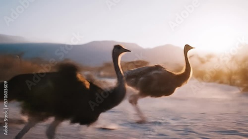 Two ostriches run across a sandy landscape, with a blurred background of mountains at sunrise