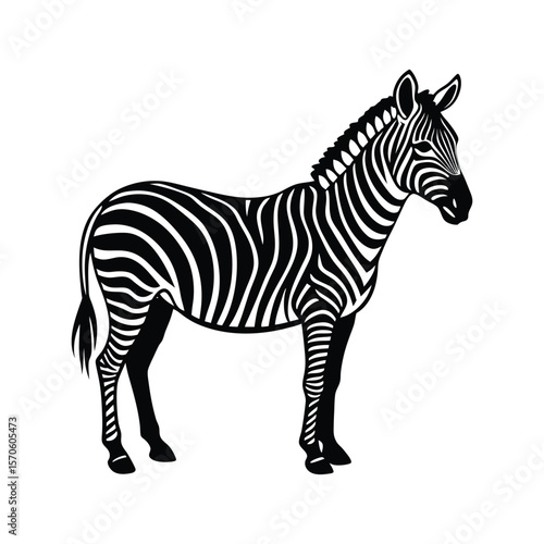 zebra vector illustration