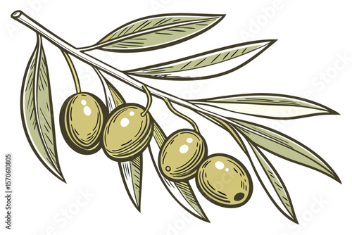  green olives, olive branch, olive fruit, realistic, high detail, photorealistic
