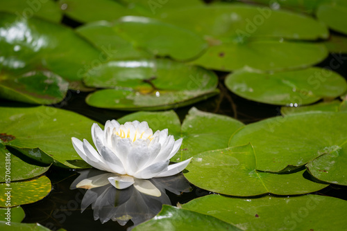 White waterlily blooming amoung green lilypads
