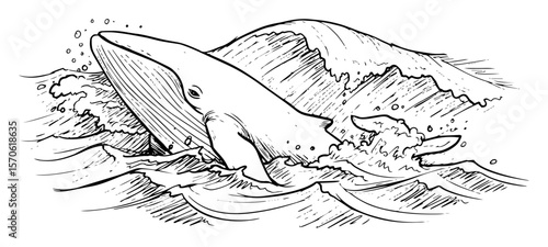 whale in ocean waves sketch vintage hand drawn illustration