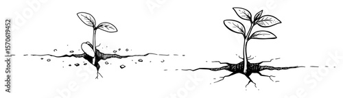 young seedlings sprouting with roots vector sketch illustration