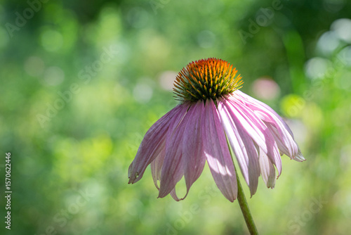 Purple coneflower with drooping petals against a blurred green background
