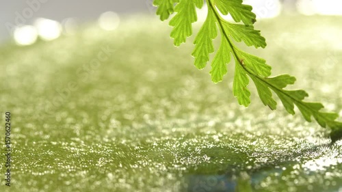 Wolffia globosa on clean water, the nutrient rich plant. High quality plant protein, omega 3 and vital minerals. Commonly known its name Wolffia. Green background. Environmental world day.