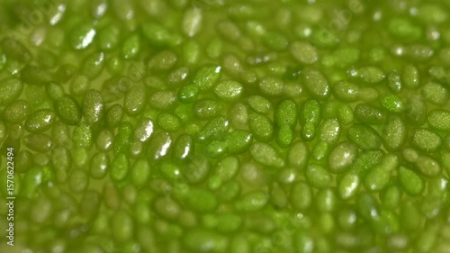 close up of green leaf. Wolffia globosa on clean water, the nutrient rich plant. High quality plant protein, omega 3 and vital minerals. Commonly known its name Wolffia. Green background.