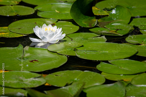 Photos White waterlily blooming amoung green lilypads