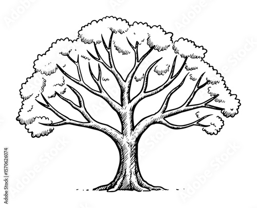 large deciduous tree with full crown vector sketch illustration