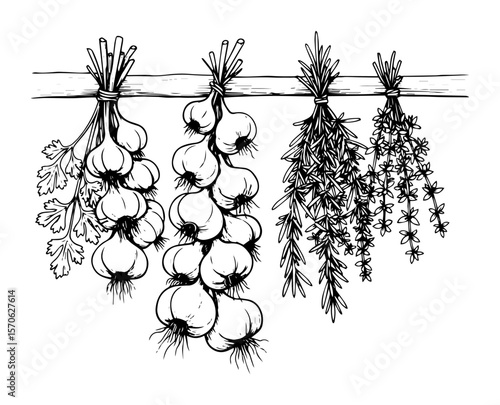 hanging onions garlic and herbs drying vector illustration