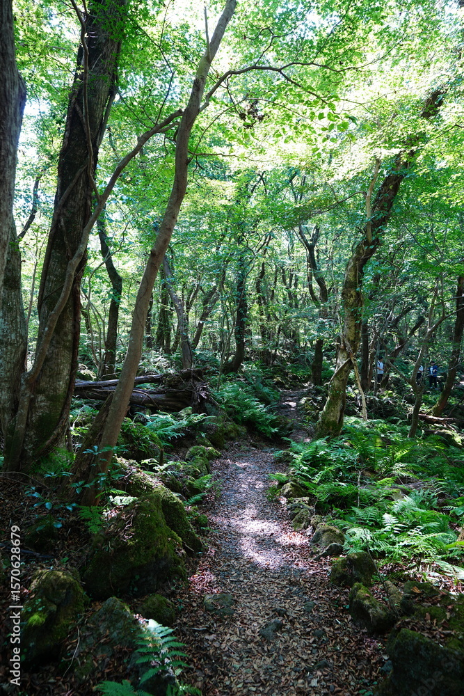 Fototapeta premium refreshing forest and path in the gleaming sunlight