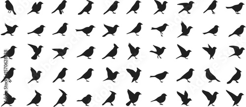 Silhouettes of various bird species isolated on white background