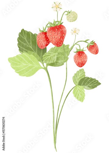 Clip art of watercolor branch with strawberries and leaf isolated.