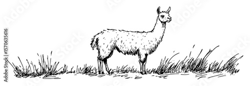 standing llama in grass line art vector illustration