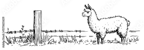 llama near fence line art vector illustration
