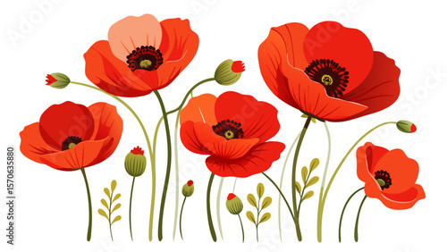 Vector illustration of vibrant red poppies with green stems and buds isolated on white background