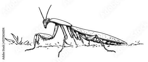 praying mantis insect illustration in engraving style