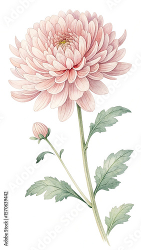 Watercolor Illustration of Light Pink Chrysanthemum Flower and Bud