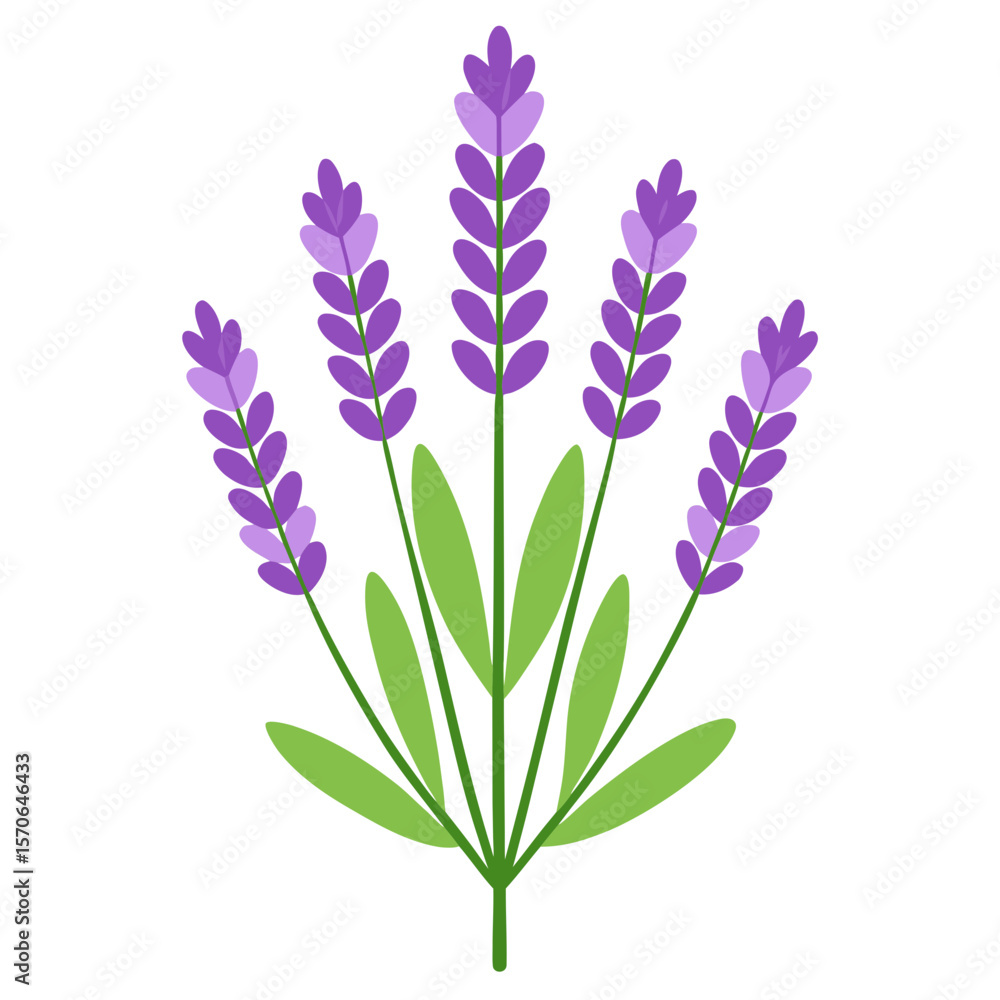 Naklejka premium Vector illustration of lavender flowers with green stems