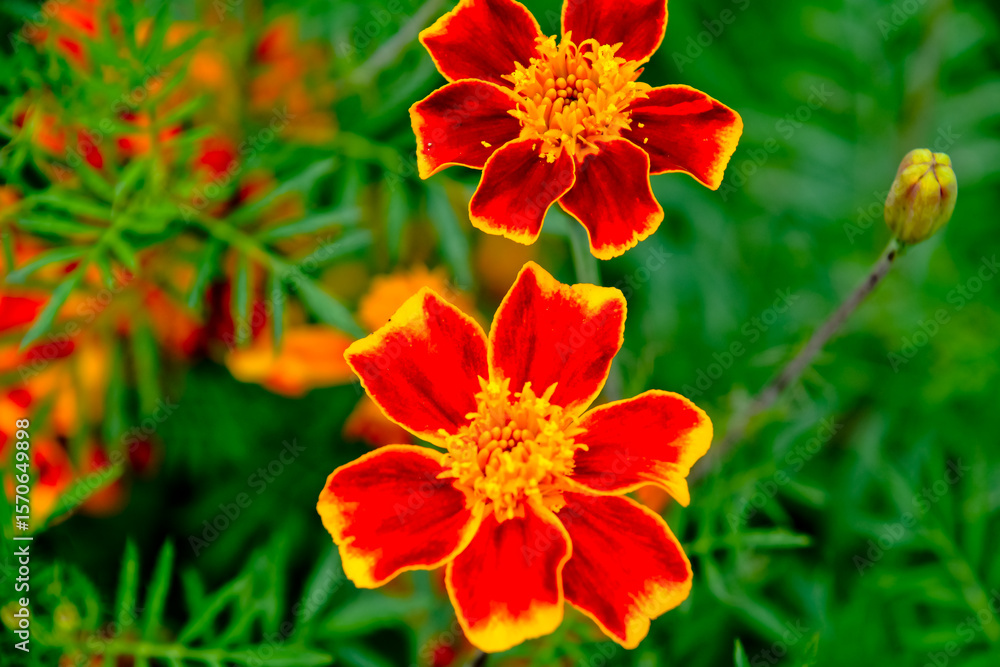 close up view of beautiful orange blossoms in the garden close up view of beautiful orange blossoms in the garden