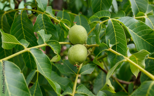 Two green nuts hanging from a tree branch