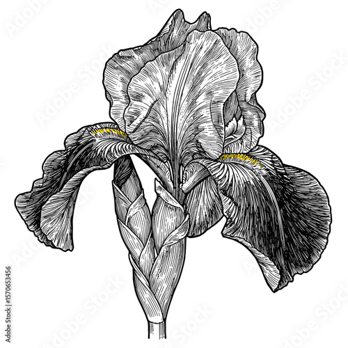 Black and white line drawing of an iris in vintage scientific engraving style, intricate ink illustration, clean white background