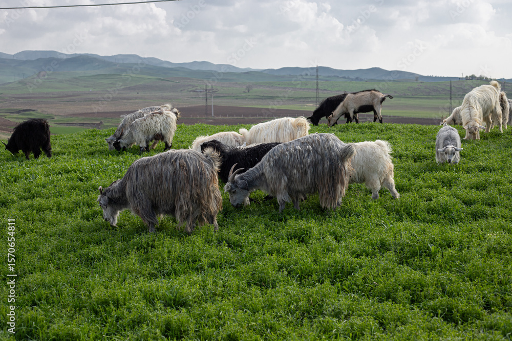 Obraz premium grey and white goats grazing on green grass meadow, farm spring background, cloudy sky