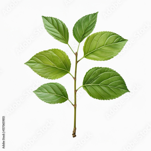 Illustration of a branch with alternating green leaves against a white background in a vertical format created with generated ai