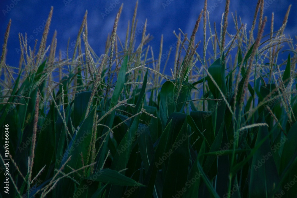 Obraz premium Corn Field