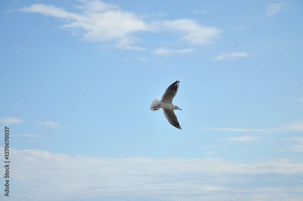 Obraz premium One wild seagull soars in the sky with light white clouds . Nature ,wild birds ,fauna, seagull, wildlife protection.