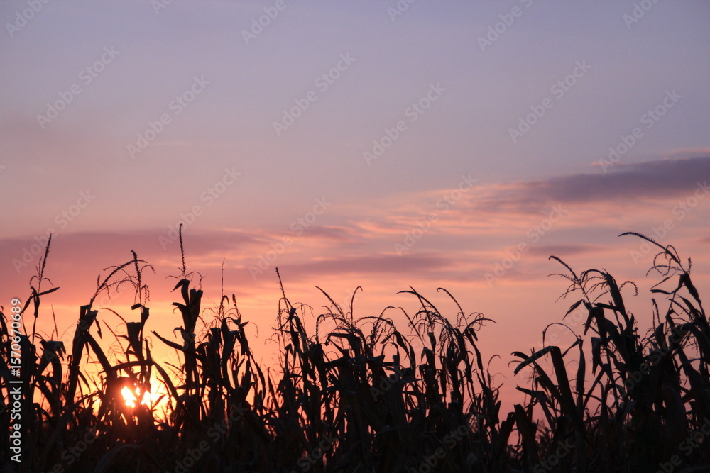 Fototapeta premium Corn Field