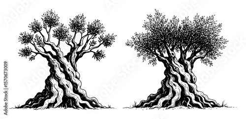 two old olive trees black and white