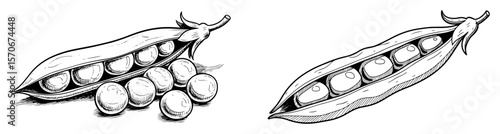 peas in open pods black and white drawing