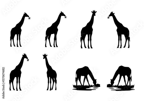 Vector silhouette of a collection of black silhouette giraffes in various poses, isolated on a white background