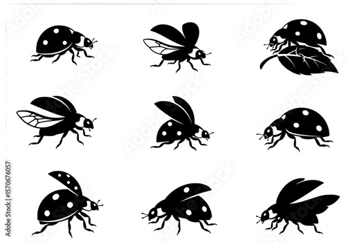 Vector silhouette of collection of black ladybug silhouettes in various poses isolated on white background