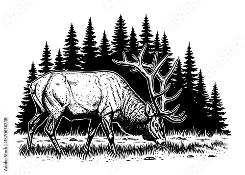 vintage elk grazing in the forest vector illustration
